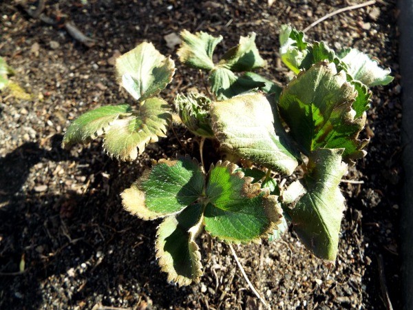 Accepting Gardening's Disappointments - cold damaged strawberries