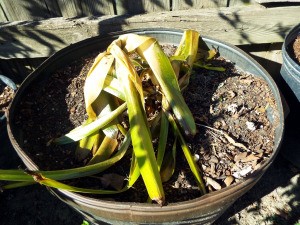 Accepting Gardening's Disappointments - Crinum