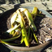 Accepting Gardening's Disappointments - Crinum