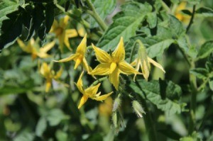 A tomato plant with yellow flowers.