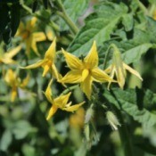 A tomato plant with yellow flowers.