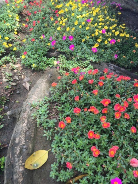 A flower bed filled with beautiful flowers.