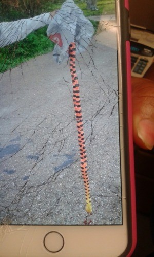 What Kind of Snake Is This? photo of orange and black striped snake on a phone