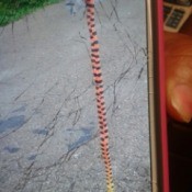 What Kind of Snake Is This? photo of orange and black striped snake on a phone