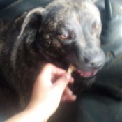 Is My Pit Bull a Mix?