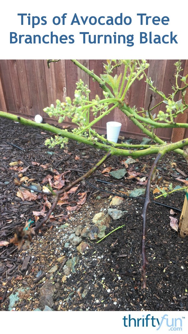 Tips of Avocado Tree Branches Turning Black? ThriftyFun