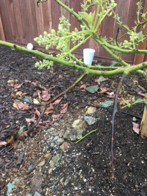 Tips of Avocado Tree Branches Turning Black - blackened branches
