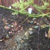 Tips of Avocado Tree Branches Turning Black - blackened branches
