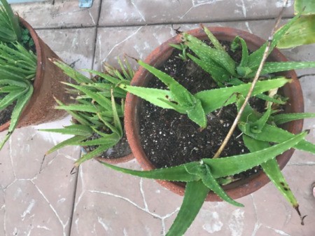 Aloe growing in pot.