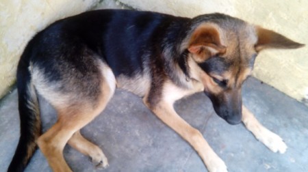 Feeding a Skinny German Shepherd - Shepherd puppy