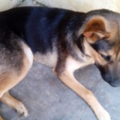 Feeding a Skinny German Shepherd - Shepherd puppy