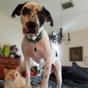 What Breed Is My Dog? - black and white dog on bed with tabby cat