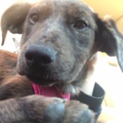 Caring for a Puppy with Parvo  - Catahoula Leopard puppy