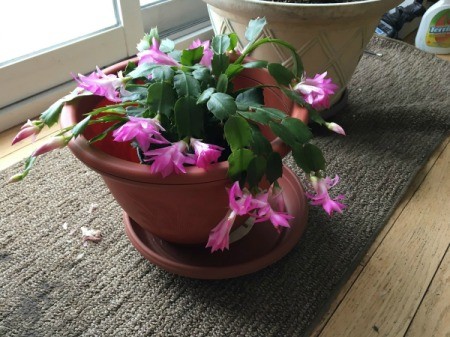 Blooming Cactus - pink blooming cactus