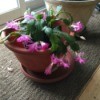 Blooming Cactus - pink blooming cactus
