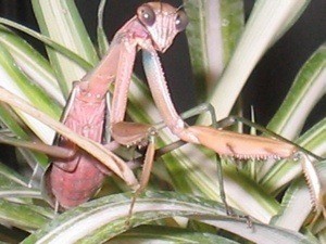 Preacher (Eastern Mantis)