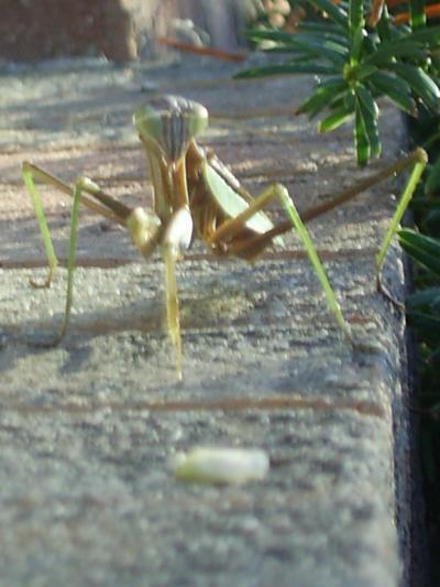 Preacher (Eastern Mantis)