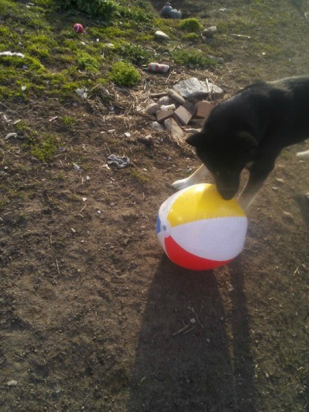 Inflatable Beach Ball Enrichment Activity for Dogs - trying to get it