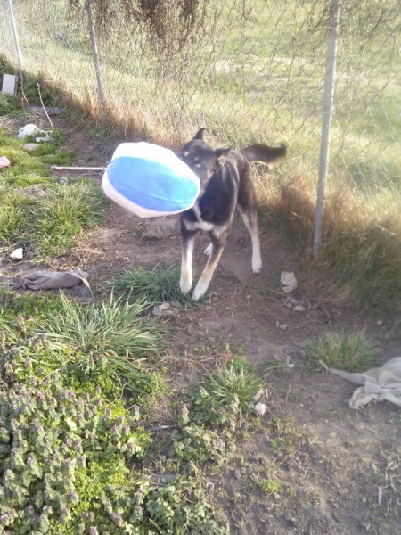 Inflatable Beach Ball Enrichment Activity for Dogs - dog with ball in his mouth