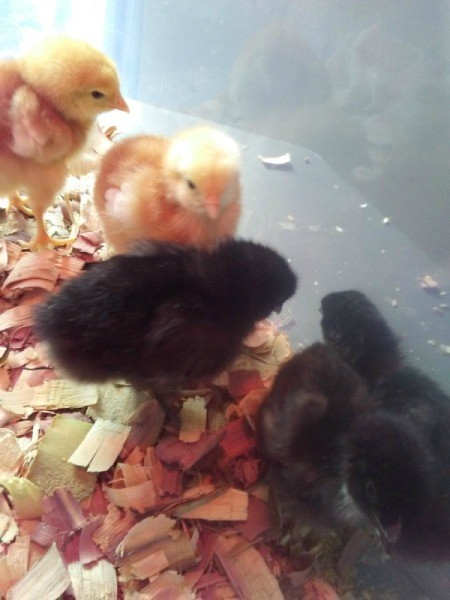 Phoenix and His Chicks