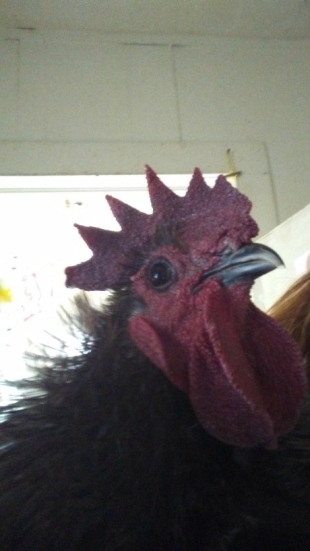 Phoenix and His Chicks