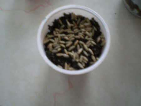 Grow Grass Hair for Project or Pets - soil in cup covered with seeds