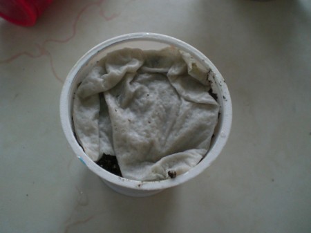 Grow Grass Hair for Project or Pets - fold a wet paper towel and place on top of soil