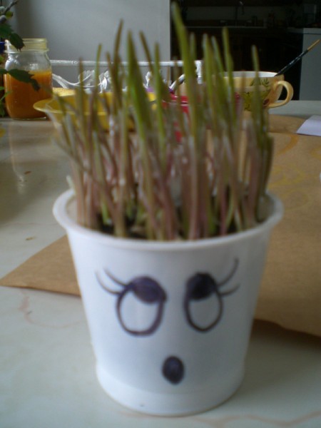 Grow Grass Hair for Project or Pets - children can cut the "hair" or use a mister to spray hairspray