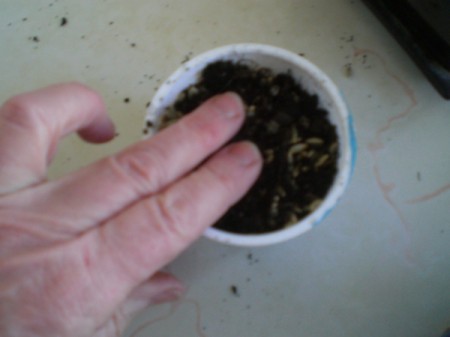 Grow Grass Hair for Project or Pets - cover lightly with soil and tamp down with fingers