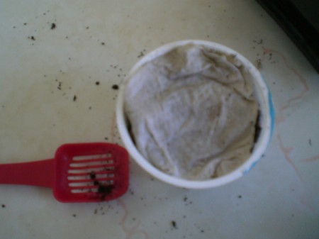 Grow Grass Hair for Project or Pets - paper towel covered soil with red scoop next to it