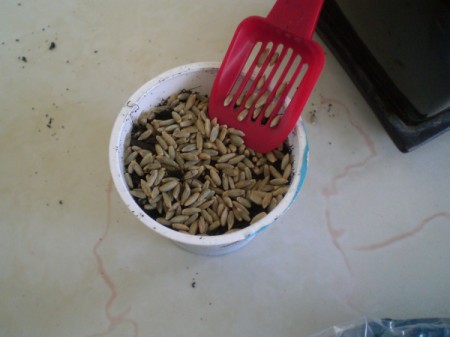 Grow Grass Hair for Project or Pets - sprinkle a lot of seeds on top of soil