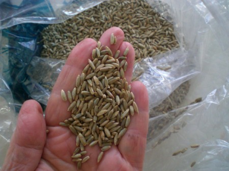 Grow Grass Hair for Project or Pets = rye seeds in person's hand