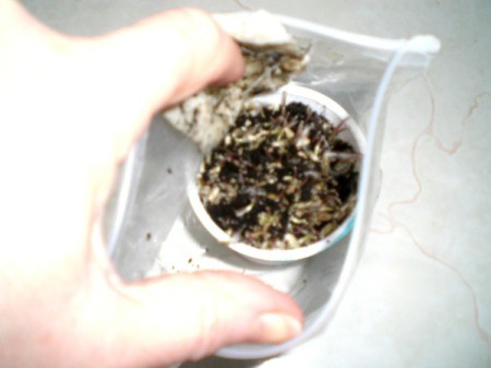 Grow Grass Hair for Project or Pets - check in 3-5 days for sprouts