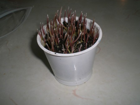 Grow Grass Hair for Project or Pets - when more seeds have sprouted place back in the plastic bag and move into the light