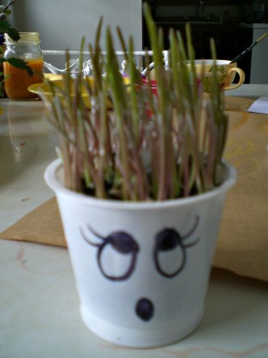 Grow Grass Hair for Project or Pets - sprouted rye for decoration, Easter egg nest, of for cats