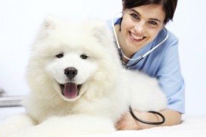 Purebred Dog at Vet