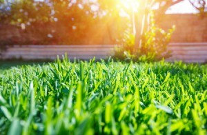 A beautiful green lawn in the sunshine.