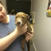 What Breed Is My Dog?