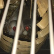 Zebra Finch Laid Eggs