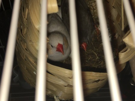 Zebra Finch Laid Eggs