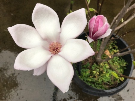 Magnolia Flower - open flower and bud