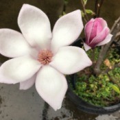 Magnolia Flower - open flower and bud