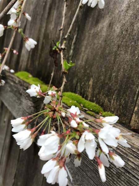 Moss and Weeping Cherry Blossoms - blossoms hanging over mossy fence