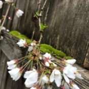 Moss and Weeping Cherry Blossoms - blossoms hanging over mossy fence