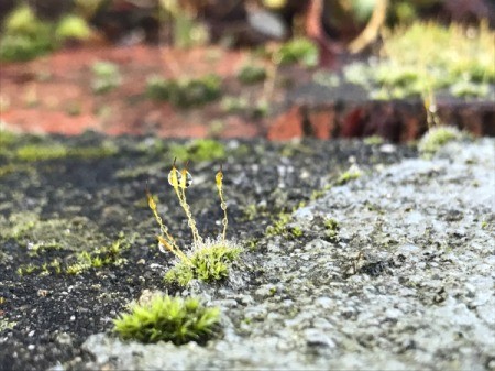 Mas Moss - tiny moss with water droplets