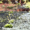 Mas Moss - tiny moss with water droplets