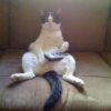 Zero the Remote Stealer - cat with remote control