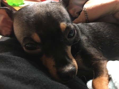 Preventing Dog from Attacking Other Dog - Sophi Grace, brown and tan, perhaps Chihuahua