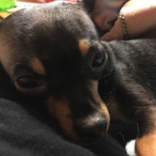 Preventing Dog from Attacking Other Dog - Sophi Grace, brown and tan, perhaps Chihuahua