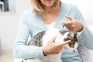 Cat getting flea medication applied.